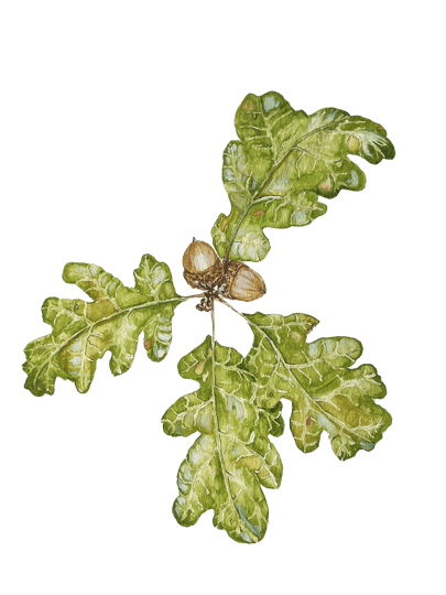 Scientific illustration by Emily Clark